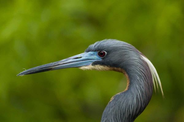 Florida Tri-colored herons head